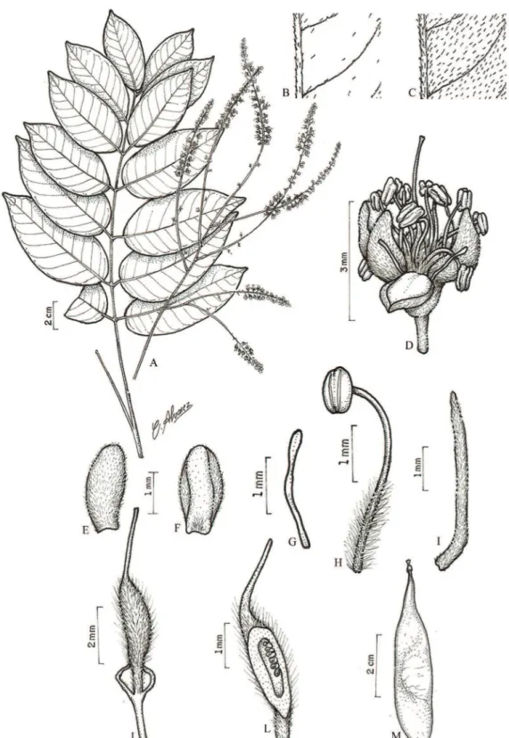Figura 10. Tachigali vulgaris L.G. Silva &amp; H.C. Lima. A. Ramo florido. B. Detalhe da face adaxial do folíolo, evidenciando os tricomas