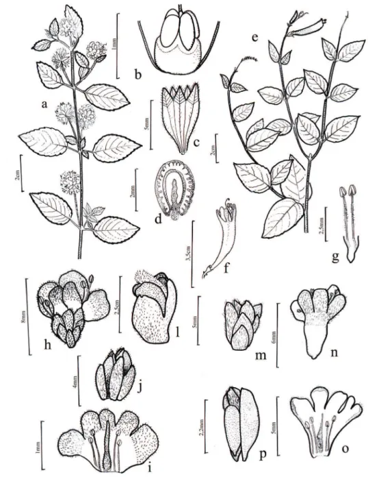 Figura 3. Espécies de Lamiales das restingas do Estado do Pará, Brasil. a-d. Marsypianthes chamaedrys (Vahl) Kuntze