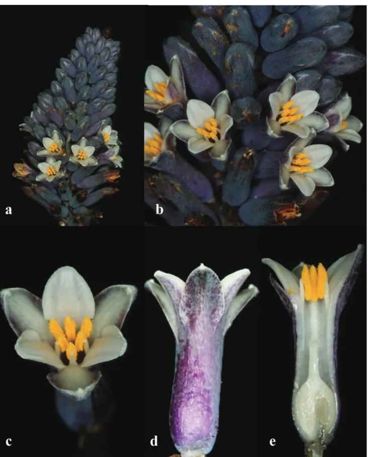 Figura 1. Cordyline sellowiana. a. Inflorescência. b. Detalhe da inflorescência. c. Flor em vista superior