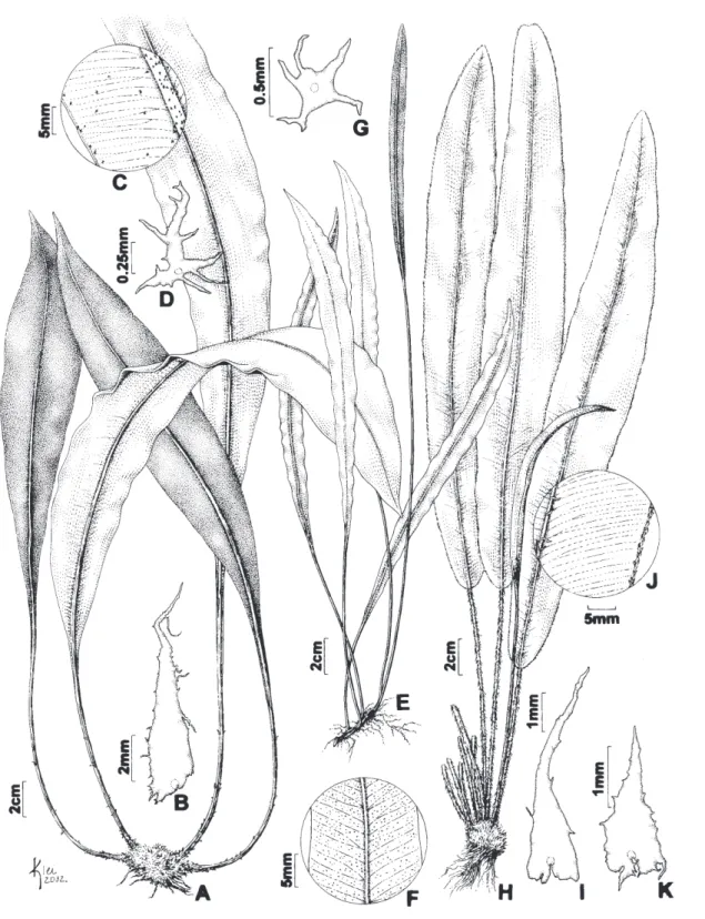 Figura 1. A-D. Elaphoglossum macrophyllum (Handro 2157). A. Hábito. B. Escama do pecíolo