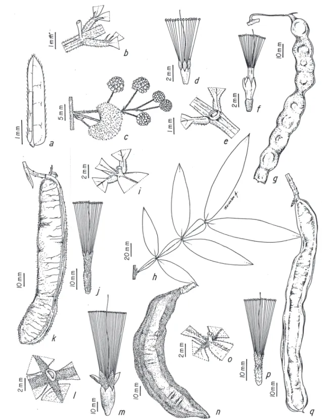 Figura 3. a-d. Acacia martiusiana. a. Foliólulo. b. Nectário foliar. c. Inflorescência