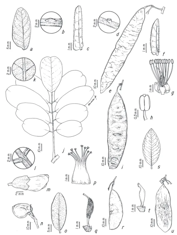 Figura 4. a-b. Piptadenia adiantoides. a. Foliólulo. b. Nectário foliar. c-e. Piptadenia gonoacantha