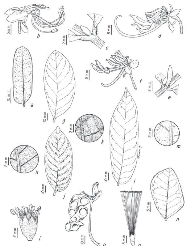 Figura 2. a-b. Cassia ferruginea. a. Folíolo. b. Flor sem pétalas. c-d. Senna macranthera
