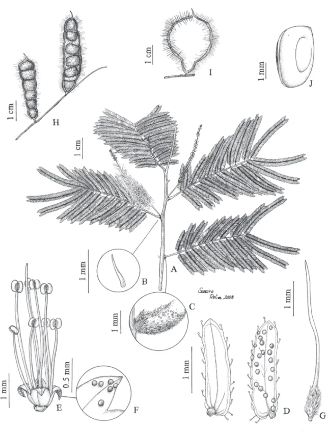 Figura 1. Mimosa ferricola R.R. Silva &amp; A.M.G. Azevedo. A. Ramo com inflorescências