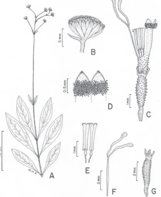 Figura 2. Adenostemma suffruticosum Gardner. A) Hábito; B) Capítulo; C) Flor, mostrando estilete e estames; D) Detalhe dos lobos da corola; E) Anteras; F) Ramos do estilete; G) Cipsela e Pápus