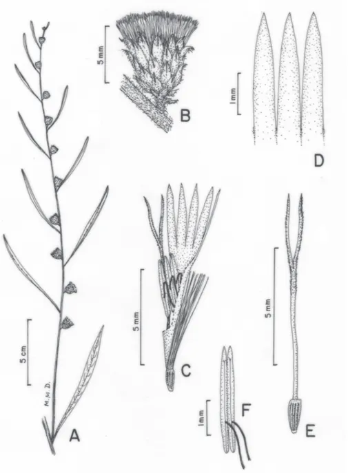 Figura 6. Vernonia rubricaulis Bonpl. A) Hábito; B) Capítulo; C) Flor, mostrando androceu e gineceu; D) Detalhe dos lobos da corola; E) Estilete e Cipsela; F) Anteras