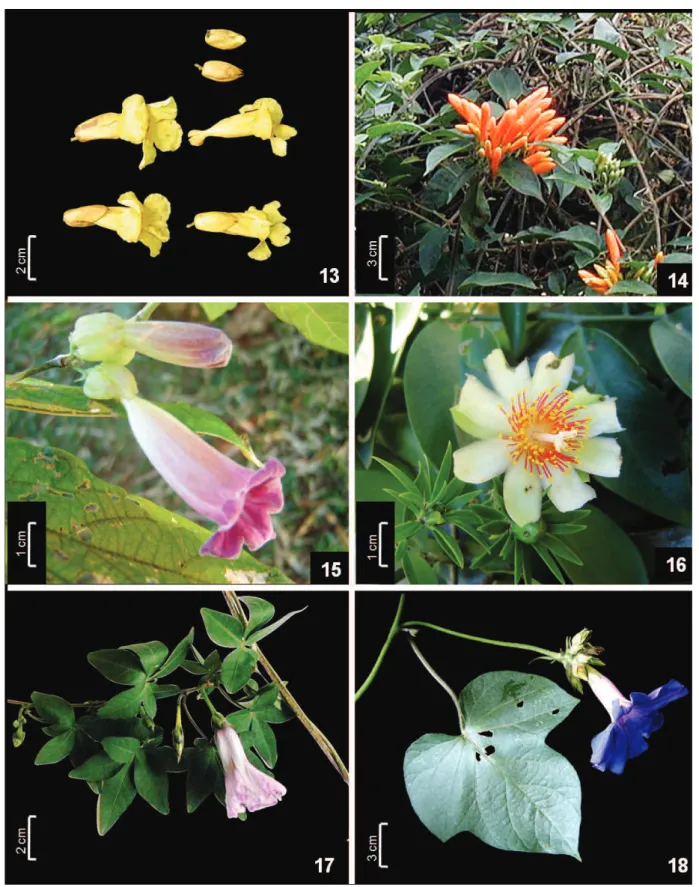 Figura 13-18. Bignoniaceae. 13.  Mansoa difficilis. 14. Pyrostegia venusta. 15. Stizophyllum perforatum