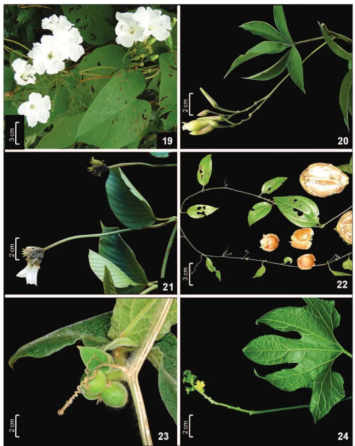 Figura 19-24. Convolvulaceae. 19. Ipomoea saopaulista. 20. Merremia macrocalyx. 21. Odonellia eriocephala