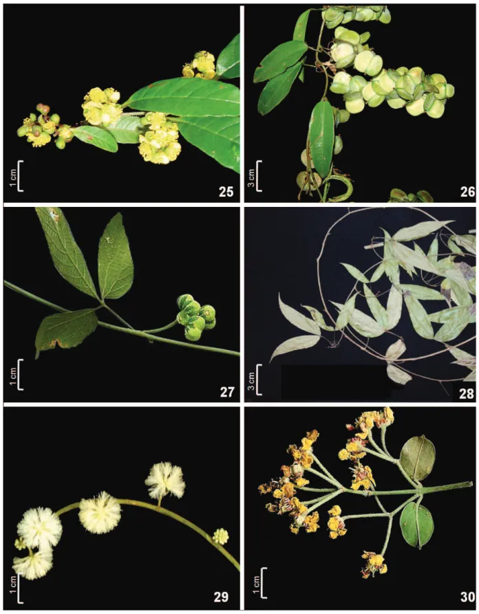 Figura 25-30. Dilleniaceae. 25. Davilla rugosa. Dioscoreaceae. 26.  Dioscorea olfersiana