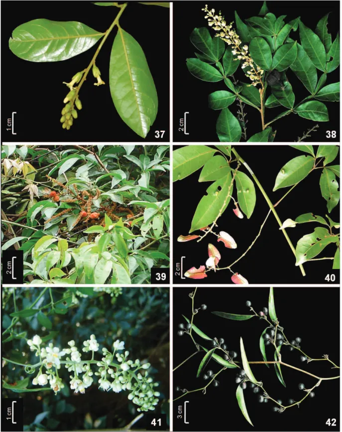 Figura 37-42. Polygalaceae. 37.  Diclidanthera laurifolia. Sapindaceae. 38. Paullinia carpopoda