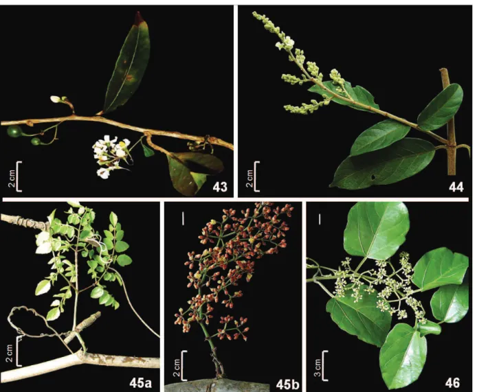 Figura 43-46. Solanaceae. 43. Solanum inodorum. Trigoniaceae. 44. Trigonia paniculata