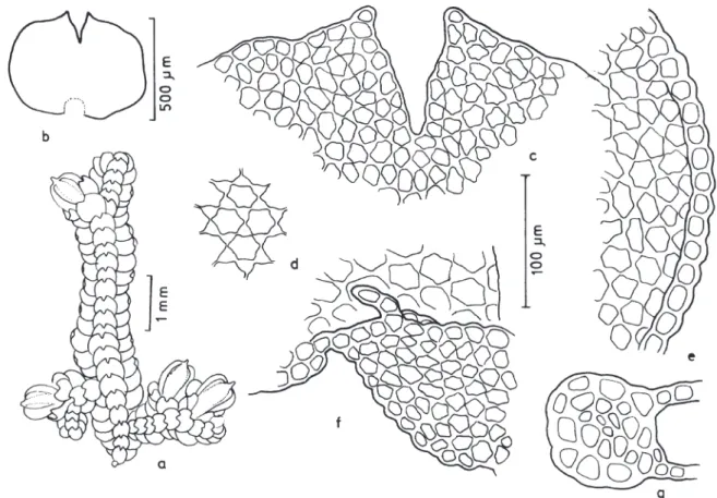 Figura 3. Cheilolejeunea comans . a. Aspecto geral do gametófito. b. Anfigastro. c. Células do anfigastro