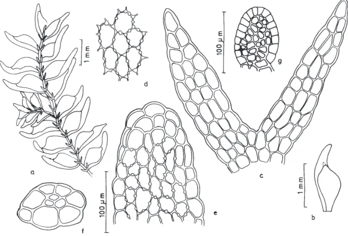 Figura 4. Colura ulei . a. Aspecto geral do gametófito. b. Filídio. c. Anfigastro. d. Células da região mediana do filídio