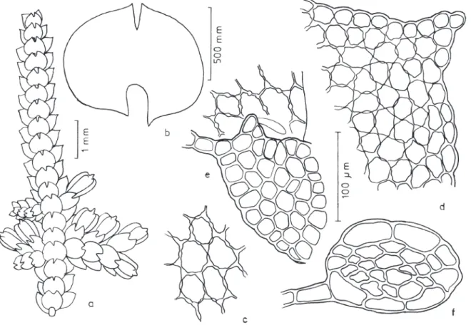Figura 9. Taxilejeunea isocalycina . a. Aspecto geral do gametófito. b. Anfigastro. c