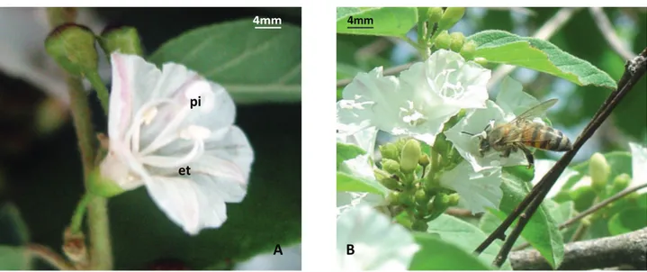 Figura	2.	A.	Vista	lateral	de	uma	flor	de	Jacquemontia nodiflora (Desr.) G.Don evidenciando o formato da corola e a posição dos esta- esta-mes (et) e pistilos (pi)