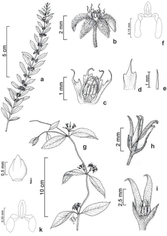 Figura 3. a-f.  Ditassa mucronata.	a.	Ramo	florífero.	b.	Flor.	c.	Detalhe	do	ginostégio	evidenciando	os	segmentos	externos	e	internos	da	 corona