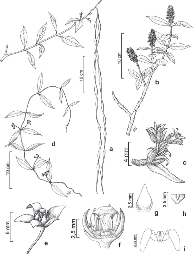 Figura 4. a.  Forsteronia glabrescens. a. Ramo com frutos. b-c. Forsteronia velloziana.	b.	Ramo	florífero.	c.	Detalhe	das	flores	e	brácteas	 florais.	d-f.	Macroditassa mantiqueirae.	d.	Ramo	florífero.	e.	Flor.	f.	Ginostégio.	g.	Segmento	externo	da	corona	e