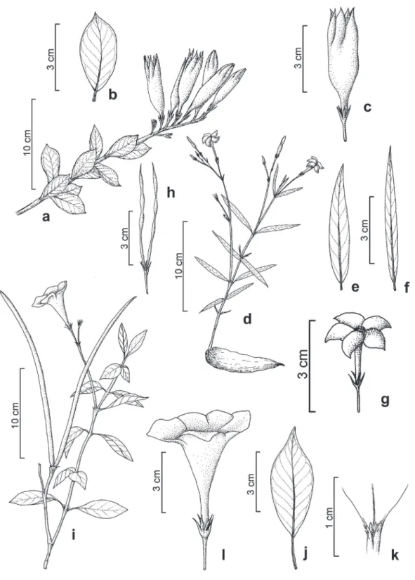 Figura 6. a-c. Mandevilla pendula .	a.	Ramo	florífero.	b.	Detalhe	da	folha.	c.	Flor.	d-h.	Mandevilla tenuifolia