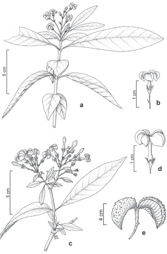Figura 9. a-b.  Tabernaemontana catharinensis.	a.	Ramo	florífero.	b.	flor.	c-e.	Tabernaemontana hystrix.	c.	Ramo	florífero.	d.	Flor.	e.	Fruto	 (a-b: Costa et al