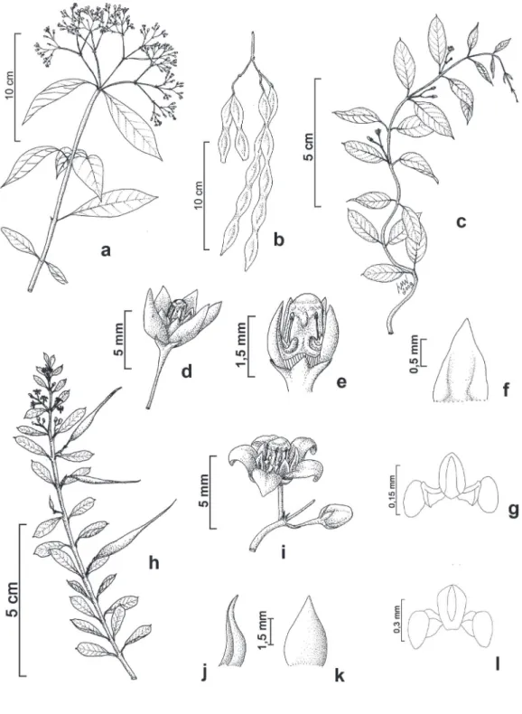 Figura 2. a-b.  Condylocarpon isthmicum.	a.	Ramo	florífero.	b.	Fruto.	c-g.	Ditassa aff