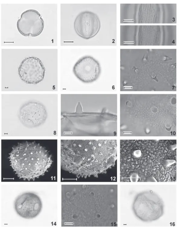 Figure 1-16. Photomicrographs and scanning electron micrographs (SEM) of pollen grains of Cucurbitaceae