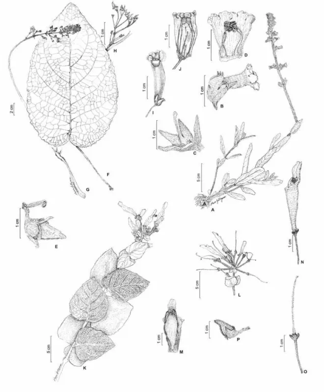 Figura 3. A-e. Sinningia allagophylla. A. Hábito; b. Flor em vista lateral evidenciando a corola campanulada; c