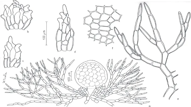 Figura 2. Ephemerum capense . a. Aspecto geral do gametófito. b-d. Filídios. e. Detalhe do ramo do protonema