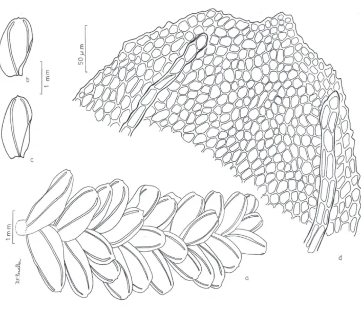 Figura 5 Callicostella limosa . a. Aspecto geral do gametófito. b-c. Filídios. d. Células do ápice do filídio (W.R