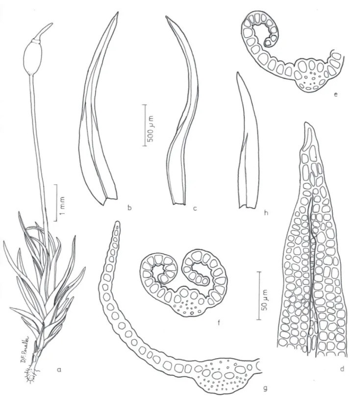 Figura 6. Weissia glaziovii . a. Aspecto geral do gametófito. b-c. Filídios. d. Células do ápice do filídio