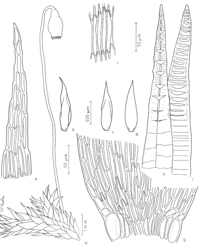 Figura 8. Sematophyllum implanum . a. Aspecto geral do gametófito com esporófito. b-d