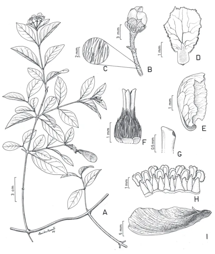 Figura 5. Heteropterys fluminensis. A. Ramo com inflorescências. B. Botão floral. C. Detalhe do indumento do pedúnculo