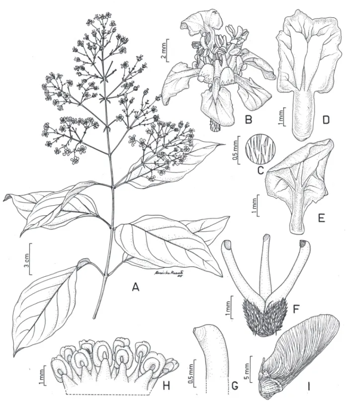 Figura 6. Heteropterys intermedia. A. Ramo com inflorescências. B. Flor. C. Detalhe do indumento do pedicelo