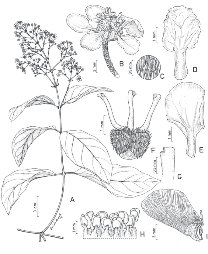 Figura 10. Heteropterys microcarpa. A. Ramo com inflorescências. B. Flor. C. Detalhe do indumento do pedicelo