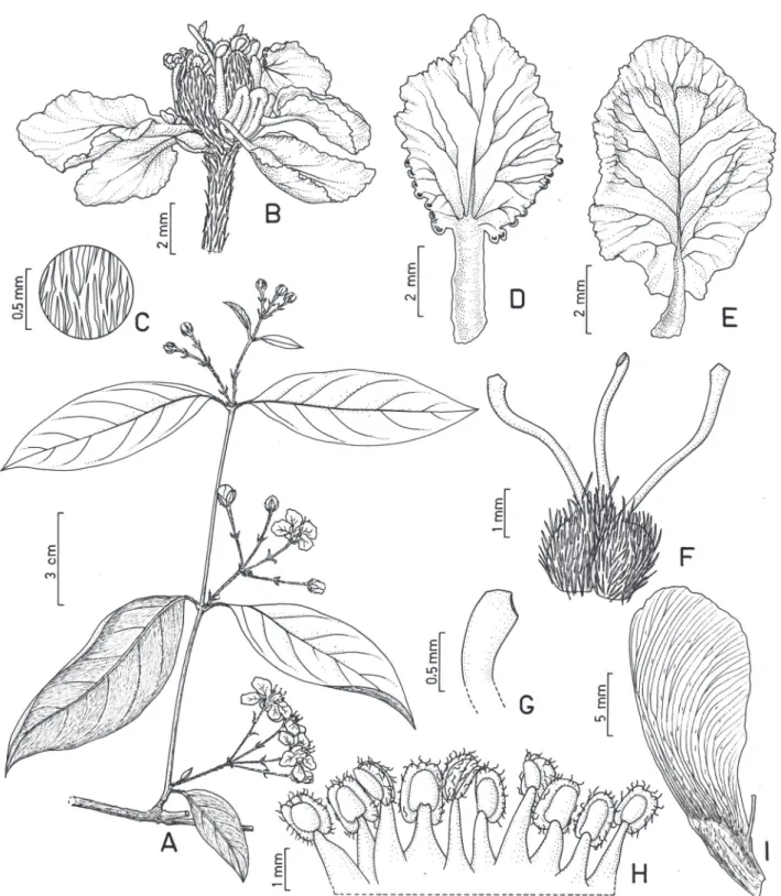 Figura 1. Heteropterys brunnea. A. Ramo com inflorescências. B. Flor. C. Detalhe do indumento do pedicelo