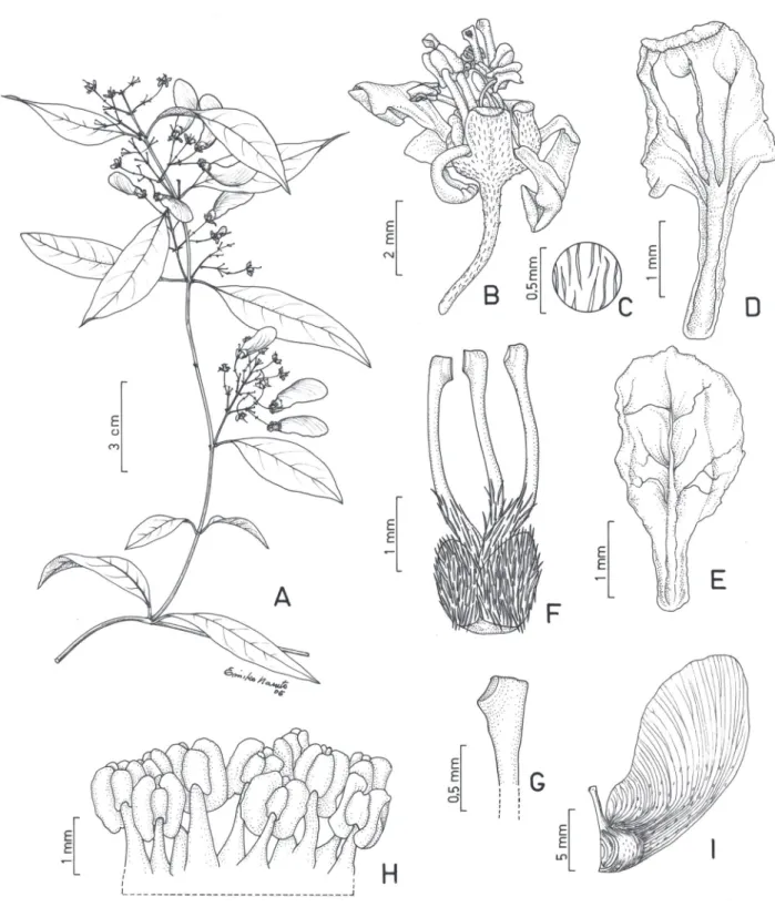 Figura 3. Heteropterys crenulata. A. Ramo com infrutescências. B. Flor. C. Detalhe do indumento do pedicelo