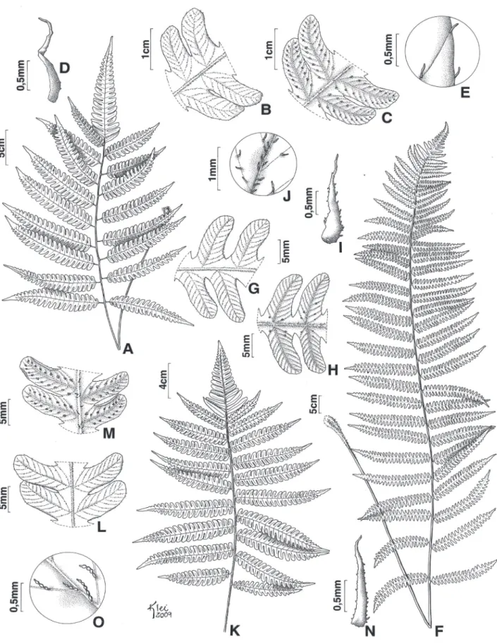 Figura 1 A-E. Ctenitis aspidioides (Prado 1442 ). A. Aspecto geral da fronde. B. Superfície adaxial da pina