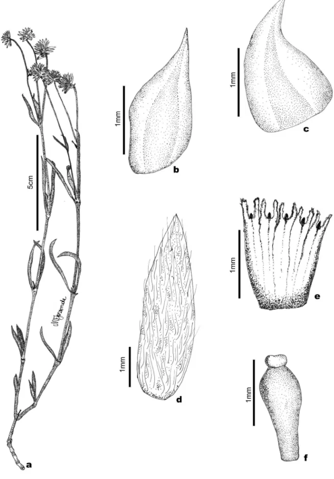 Figura 4.  Pfaffia cipoana Marchioretto, Miotto &amp; Siqueira a. Ramo. b. Bráctea mediana