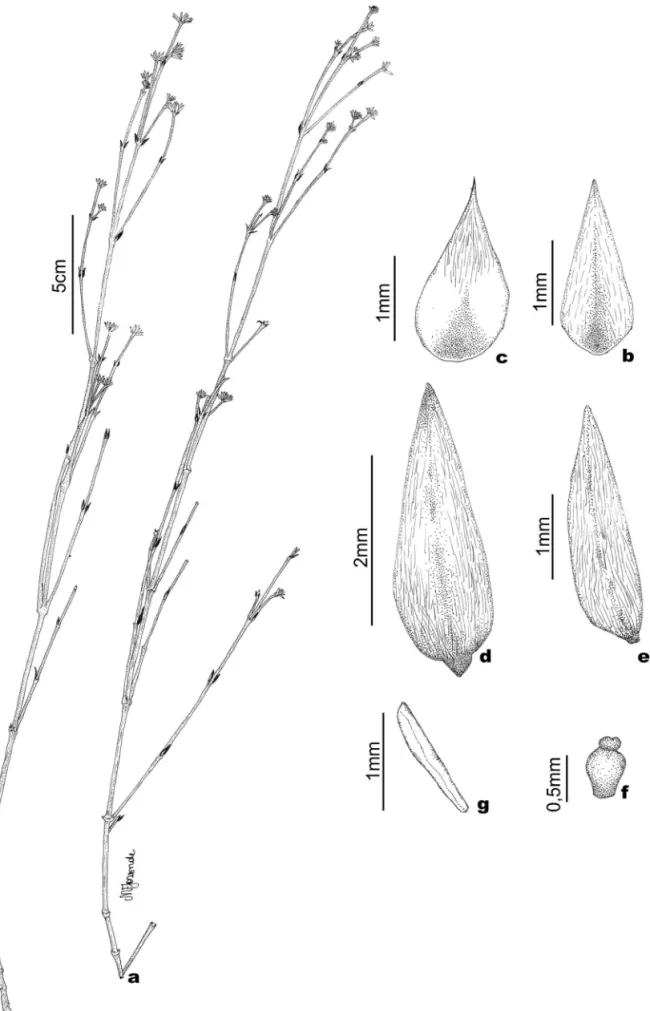 Figura 5.  Pfaffia denudata (Moq.) Kuntze. a. Ramo. b. Bráctea mediana. c. Bráctea lateral