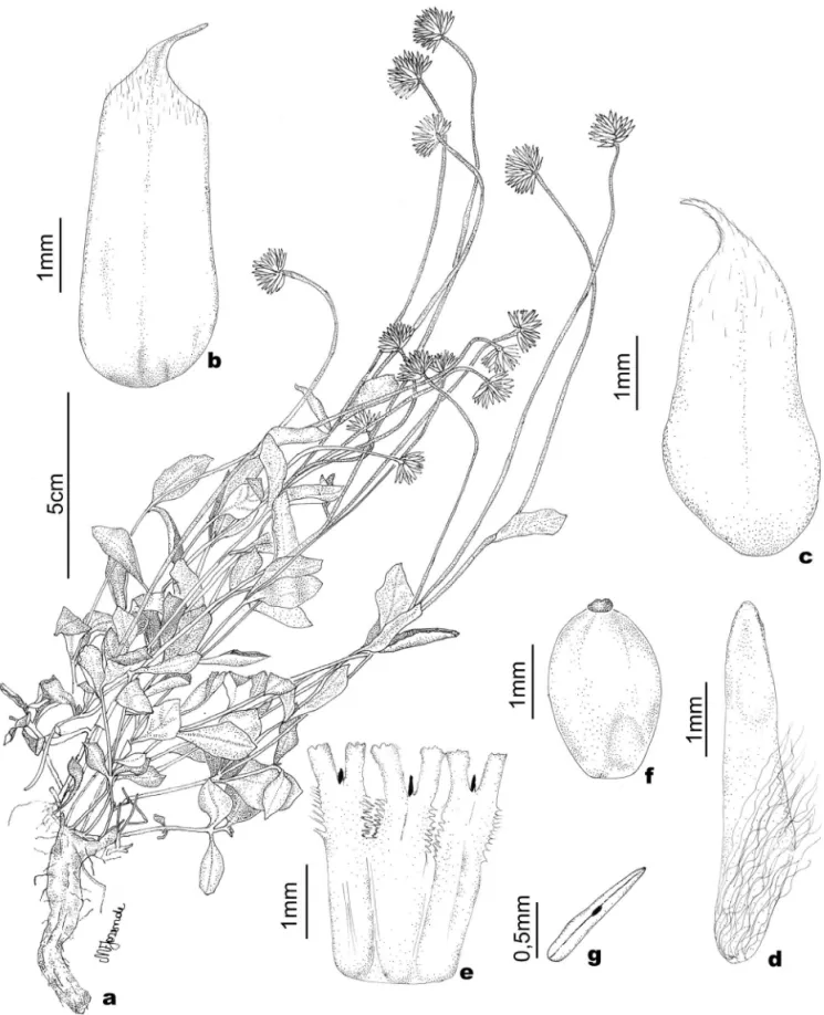 Figura 8.  Pfaffia gnaphaloides (L.f.) Mart. a. Hábito. b. Bráctea mediana. c. Bráctea lateral