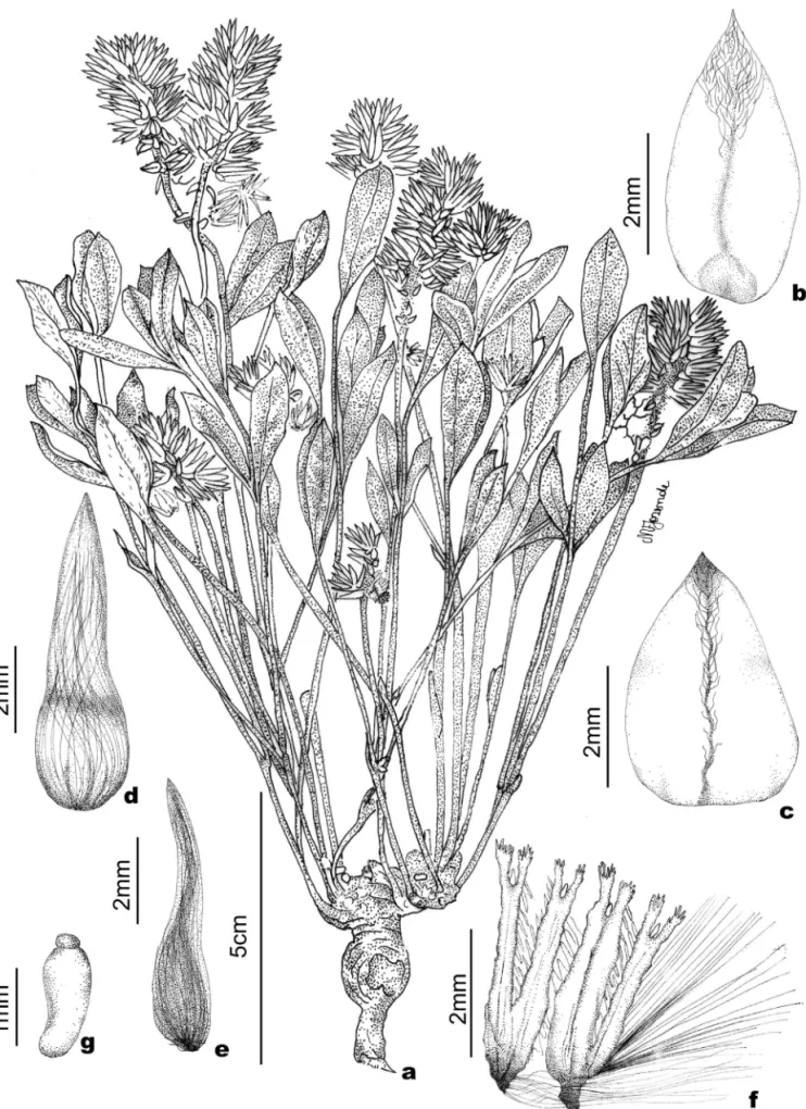 Figura 10.  Pfaffia jubata Mart. a. Hábito. b. Bráctea mediana. c. Bráctea lateral. d-e