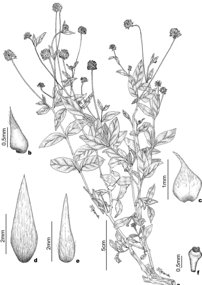 Figura 1.  Pfaffia acutifolia (Moq.) Stützer. a. Ramo. b. Bráctea mediana. c. Bráctea lateral