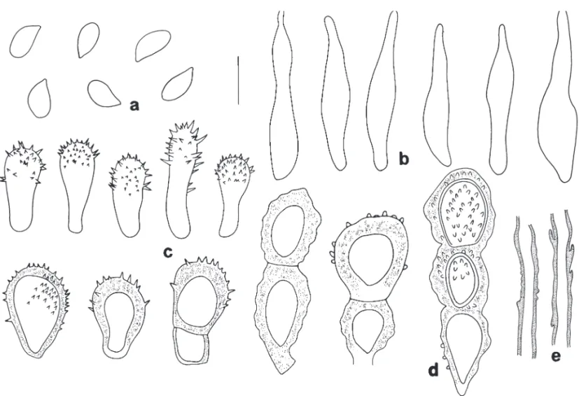 Figura 2. Marasmius thwaitesii. a. Basidiósporos. b. Queilocístidios fusiformes. c. Queilocistídios do tipo Rotalis