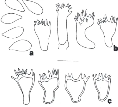 Figure 6. Marasmius graminum. a. Basidiospores. b. Cheilocys- Cheilocys-tidia. c. Pileipellis.