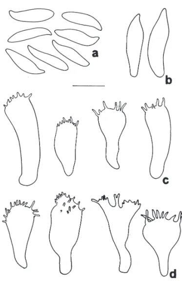Figura 8. Marasmius griseoroseus. a. Basidiósporos. b. Basidíolos.  c. Queilocistídios