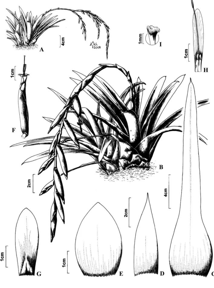 Figura 1. Vriesea piscatrix . A-B. Hábito de indivíduos com inflorescência composta e simples