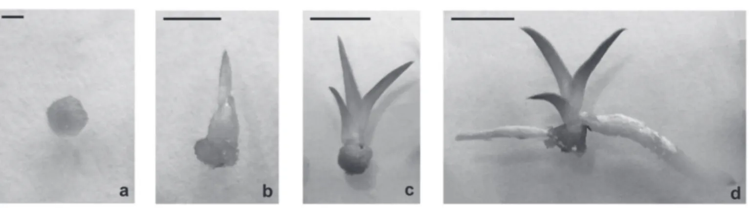 Figure 1. General morphology of the developmental stages of Hadrolaelia tenebrosa protocorms until seedling formation