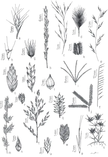 Figura 1. Espécies de Poaceae da Estação Ecológica do Seridó, RN, Brasil. a. Andropogon angustatus , ramos da inflorescência