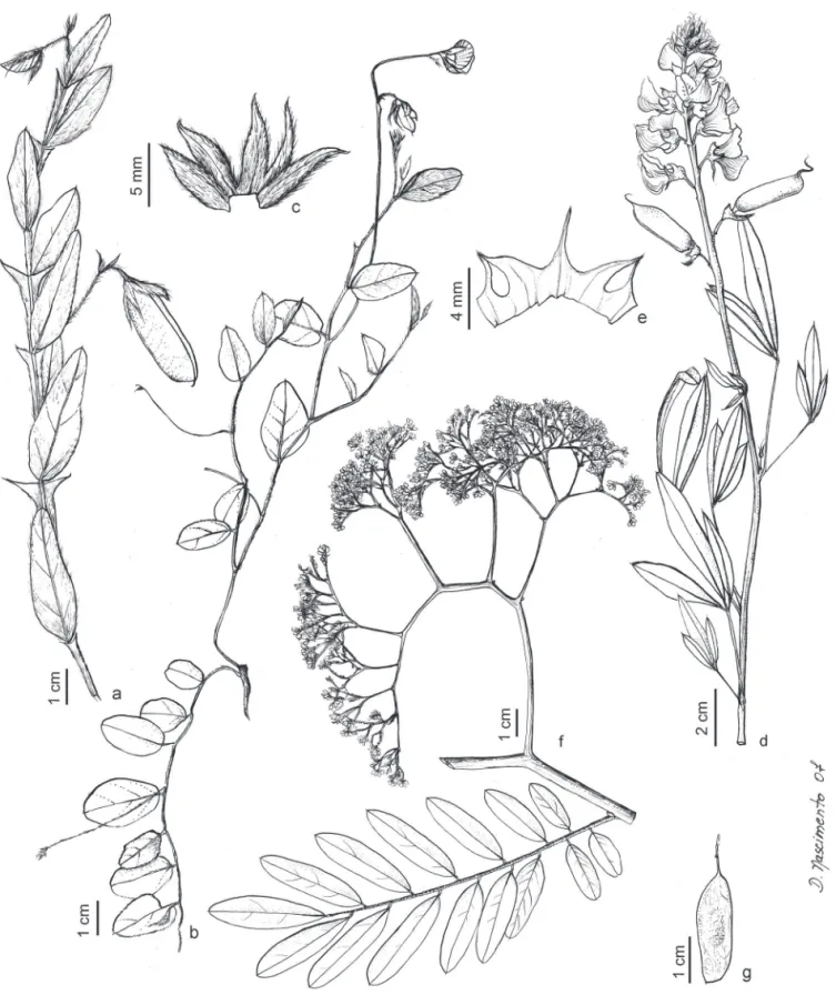 Figura 3. a. Crotalaria balansae . a. Ramo com botão floral e fruto (Andrade 91, UPCB)