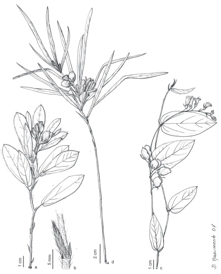 Figura 5. a-b. Eriosema campestre var. macrophyllum . a. Ramo com flores e frutos. b. Estípula (Cordeiro &amp; Hatschbach 395, UPCB)