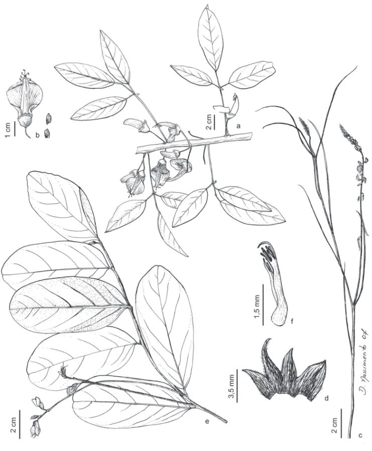 Figura 6. a-b. Erythrina crista-galli . a. Ramo com flores. b. Detalhe da flor e alas (Maschio 487, UPCB)